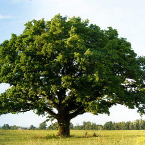 C-49 Tree and Palm Classification