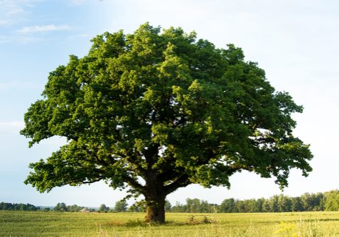 Lonely,Green,Oak,Tree,In,The,Field